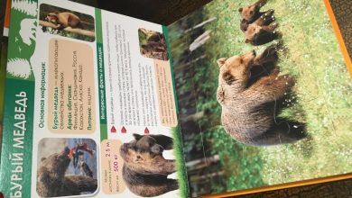 Photo of Звериный город обитателей