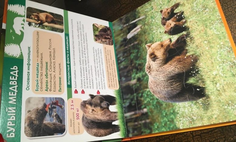 Photo of Звериный город обитателей