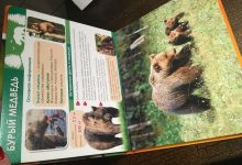 Photo of Звериный город обитателей