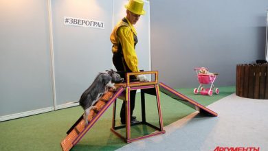 Photo of Приключения в Зверограде